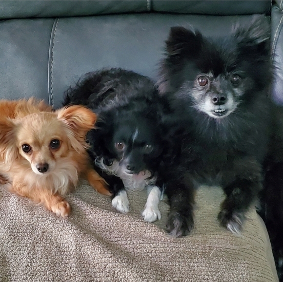 ๐ 2 for $35 sale ๐ Delia's brand ladies jeans " Taylor" 9/10l NEW - Picture 8 of 9